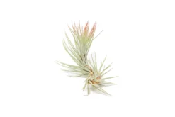 Red Enhanced Tillandsia Air Plants - Colorful Air Plants -Air Plant Supply Store Enhanced Colored Tillandsia Air Plant Funckiana Red 3 scaled