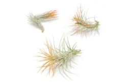 Color Enhanced - Tillandsia Funckiana Air Plants -Air Plant Supply Store Enhanced Colored Tillandsia Air Plant Funckiana Tangerine 1 1 scaled