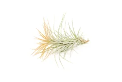 Color Enhanced - Tillandsia Funckiana Air Plants -Air Plant Supply Store Enhanced Colored Tillandsia Air Plant Funckiana Tangerine 2 1 scaled