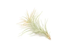 Color Enhanced - Tillandsia Funckiana Air Plants -Air Plant Supply Store Enhanced Colored Tillandsia Air Plant Funckiana Tangerine 3 1 scaled