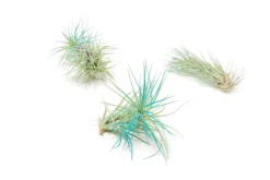 Color Enhanced - Tillandsia Funckiana Air Plants -Air Plant Supply Store Enhanced Colored Tillandsia Air Plant Funckiana Teal Blue 1 1 scaled