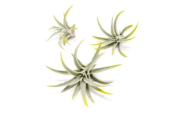 Bright Green Enhanced Tillandsia Air Plants - Colorful Air Plants 28 Bright Green Enhanced Tillandsia Air Plants - Colorful Air Plants -Air Plant Supply Store Enhanced Colored Tillandsia Air Plant Harrisii Bright Green 1 scaled