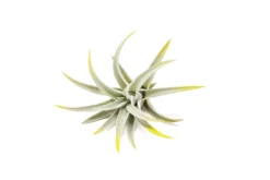 Bright Green Enhanced Tillandsia Air Plants - Colorful Air Plants 27 Bright Green Enhanced Tillandsia Air Plants - Colorful Air Plants -Air Plant Supply Store Enhanced Colored Tillandsia Air Plant Harrisii Bright Green 2 scaled