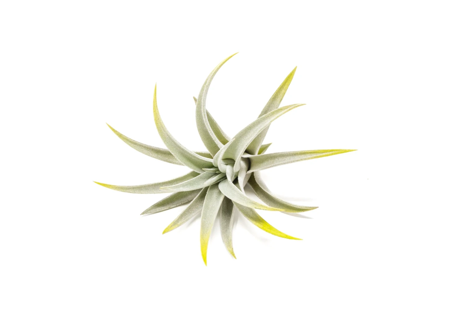 Bright Green Enhanced Tillandsia Air Plants - Colorful Air Plants 9 Bright Green Enhanced Tillandsia Air Plants - Colorful Air Plants - Image 9