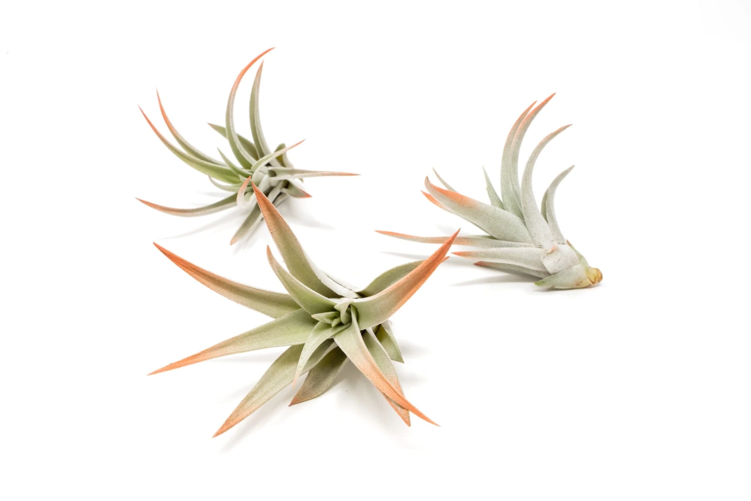 Coral Enhanced Tillandsia Air Plants - Colorful Air Plants - Image 13