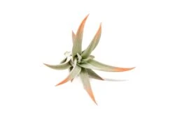 Coral Enhanced Tillandsia Air Plants - Colorful Air Plants -Air Plant Supply Store Enhanced Colored Tillandsia Air Plant Harrisii Coral 2