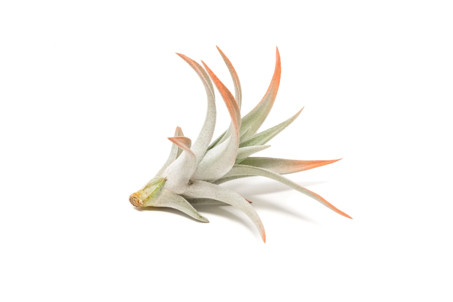 Coral Enhanced Tillandsia Air Plants - Colorful Air Plants - Image 14