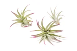 Color Enhanced - Tillandsia Harrisii Air Plants 26 Color Enhanced - Tillandsia Harrisii Air Plants -Air Plant Supply Store Enhanced Colored Tillandsia Air Plant Harrisii Fuchsia 1 1 scaled