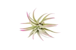 Fuchsia Enhanced Tillandsia Air Plants - Colorful Air Plants 27 Fuchsia Enhanced Tillandsia Air Plants - Colorful Air Plants -Air Plant Supply Store Enhanced Colored Tillandsia Air Plant Harrisii Fuchsia 2 scaled
