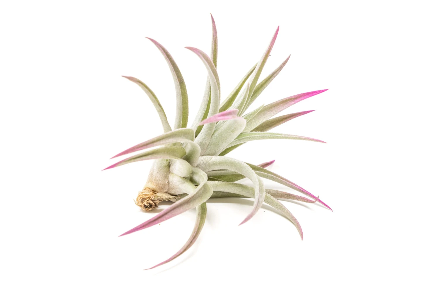Fuchsia Enhanced Tillandsia Air Plants - Colorful Air Plants 8 Fuchsia Enhanced Tillandsia Air Plants - Colorful Air Plants - Image 8