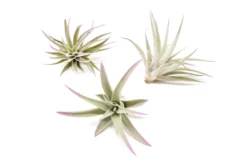 Lavender Enhanced Tillandsia Air Plants - Colorful Air Plants -Air Plant Supply Store Enhanced Colored Tillandsia Air Plant Harrisii Lavender 1 scaled