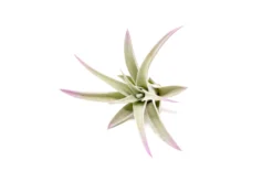 Color Enhanced - Tillandsia Harrisii Air Plants 37 Color Enhanced - Tillandsia Harrisii Air Plants -Air Plant Supply Store Enhanced Colored Tillandsia Air Plant Harrisii Lavender 2 scaled