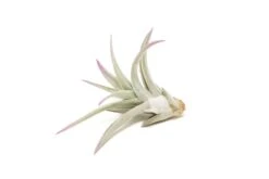 Lavender Enhanced Tillandsia Air Plants - Colorful Air Plants -Air Plant Supply Store Enhanced Colored Tillandsia Air Plant Harrisii Lavender 3