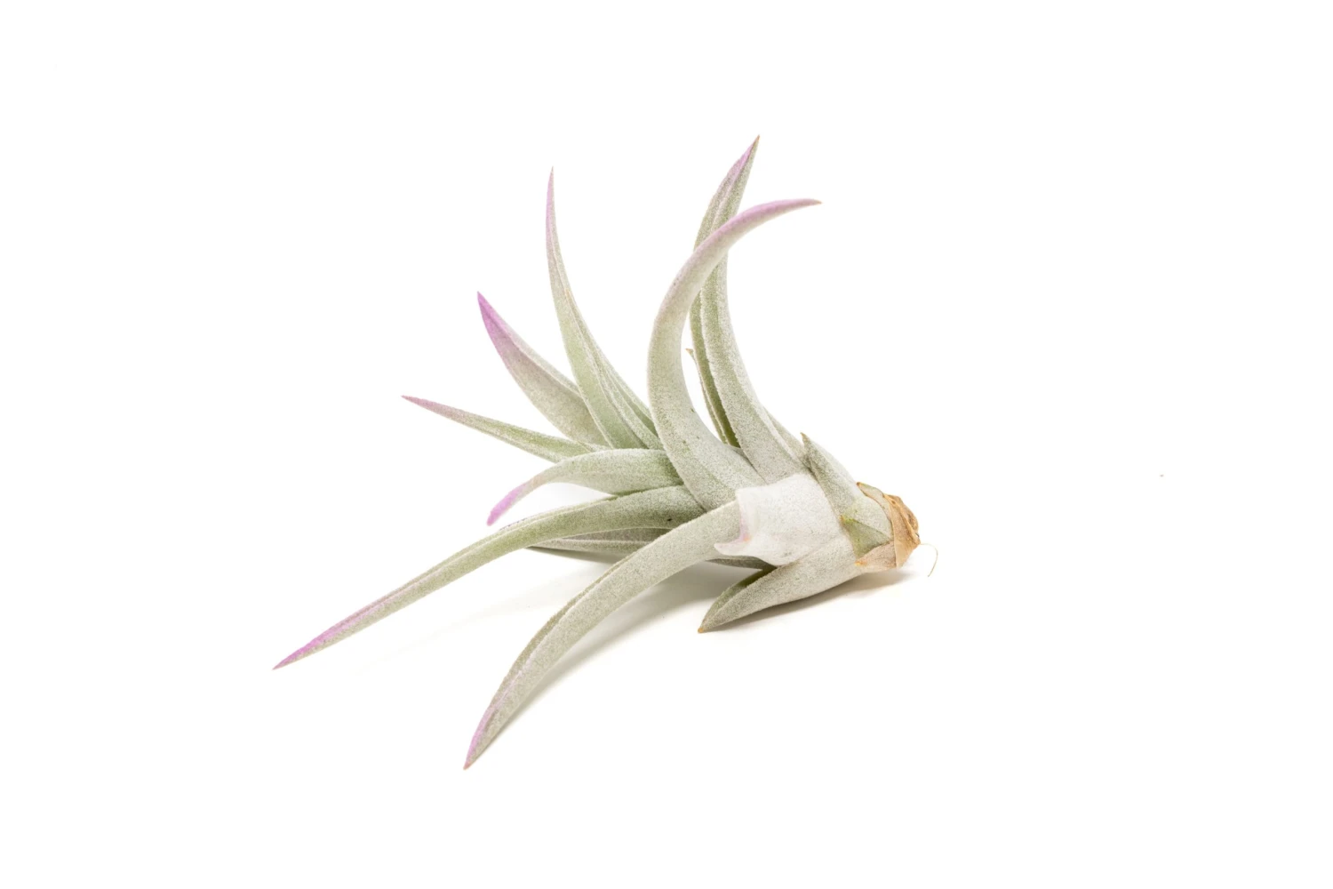 Lavender Enhanced Tillandsia Air Plants - Colorful Air Plants - Image 10