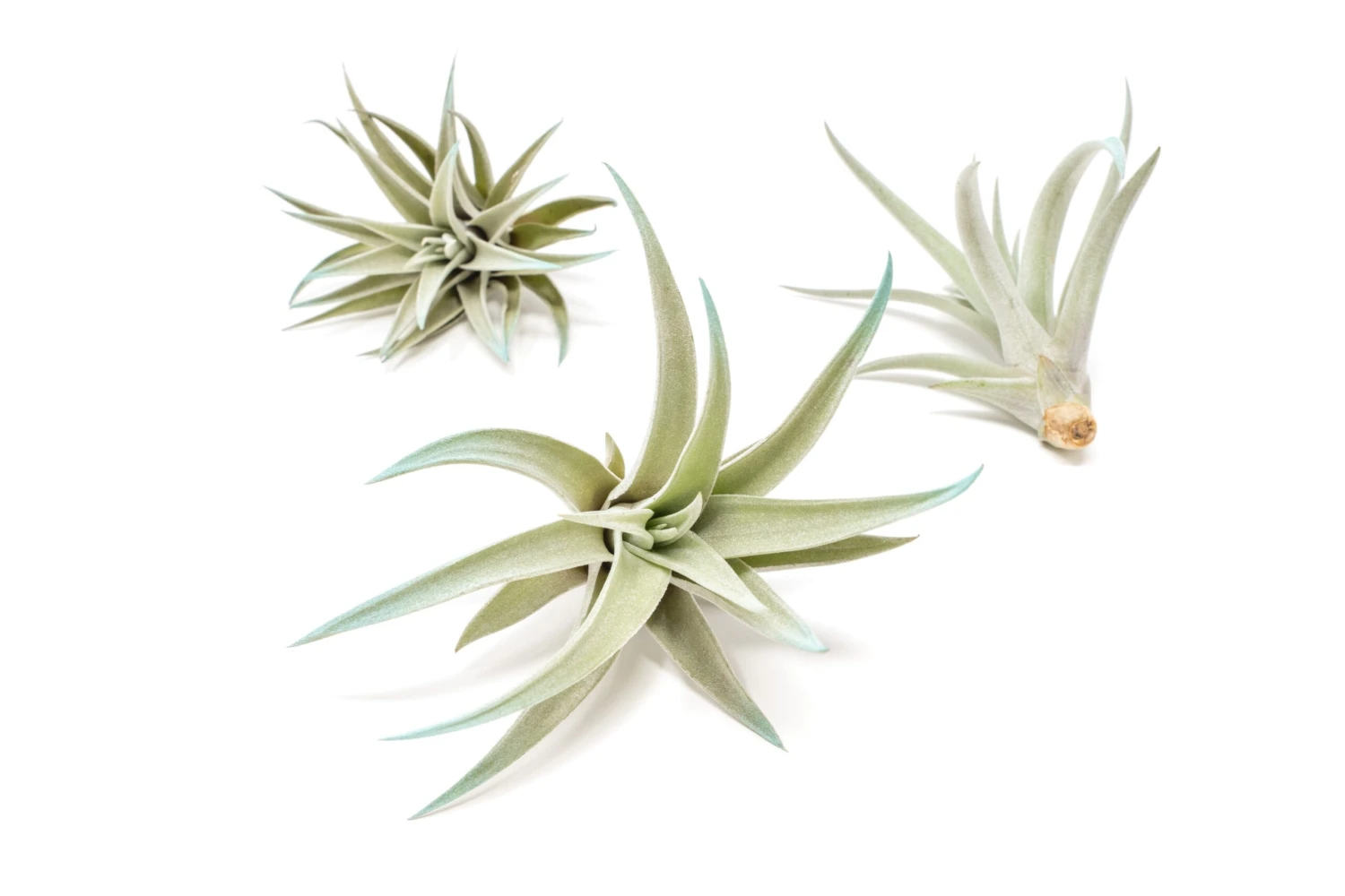 Light Blue Enhanced Tillandsia Air Plants - Colorful Air Plants - Image 11