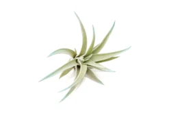 Light Blue Enhanced Tillandsia Air Plants - Colorful Air Plants -Air Plant Supply Store Enhanced Colored Tillandsia Air Plant Harrisii Light Blue 2 scaled