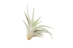 Color Enhanced - Tillandsia Harrisii Air Plants 38 Color Enhanced - Tillandsia Harrisii Air Plants -Air Plant Supply Store Enhanced Colored Tillandsia Air Plant Harrisii Light Blue 3 1 scaled