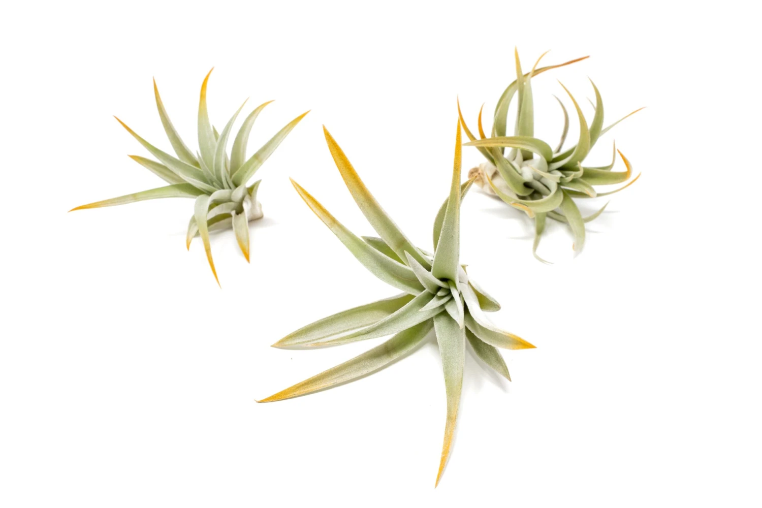 Color Enhanced - Tillandsia Harrisii Air Plants - Image 20