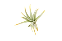 Color Enhanced - Tillandsia Harrisii Air Plants 22 Color Enhanced - Tillandsia Harrisii Air Plants -Air Plant Supply Store Enhanced Colored Tillandsia Air Plant Harrisii Orange 2 1 scaled