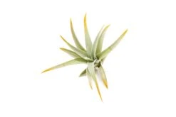 Orange Enhanced Tillandsia Air Plants - Colorful Air Plants -Air Plant Supply Store Enhanced Colored Tillandsia Air Plant Harrisii Orange 2