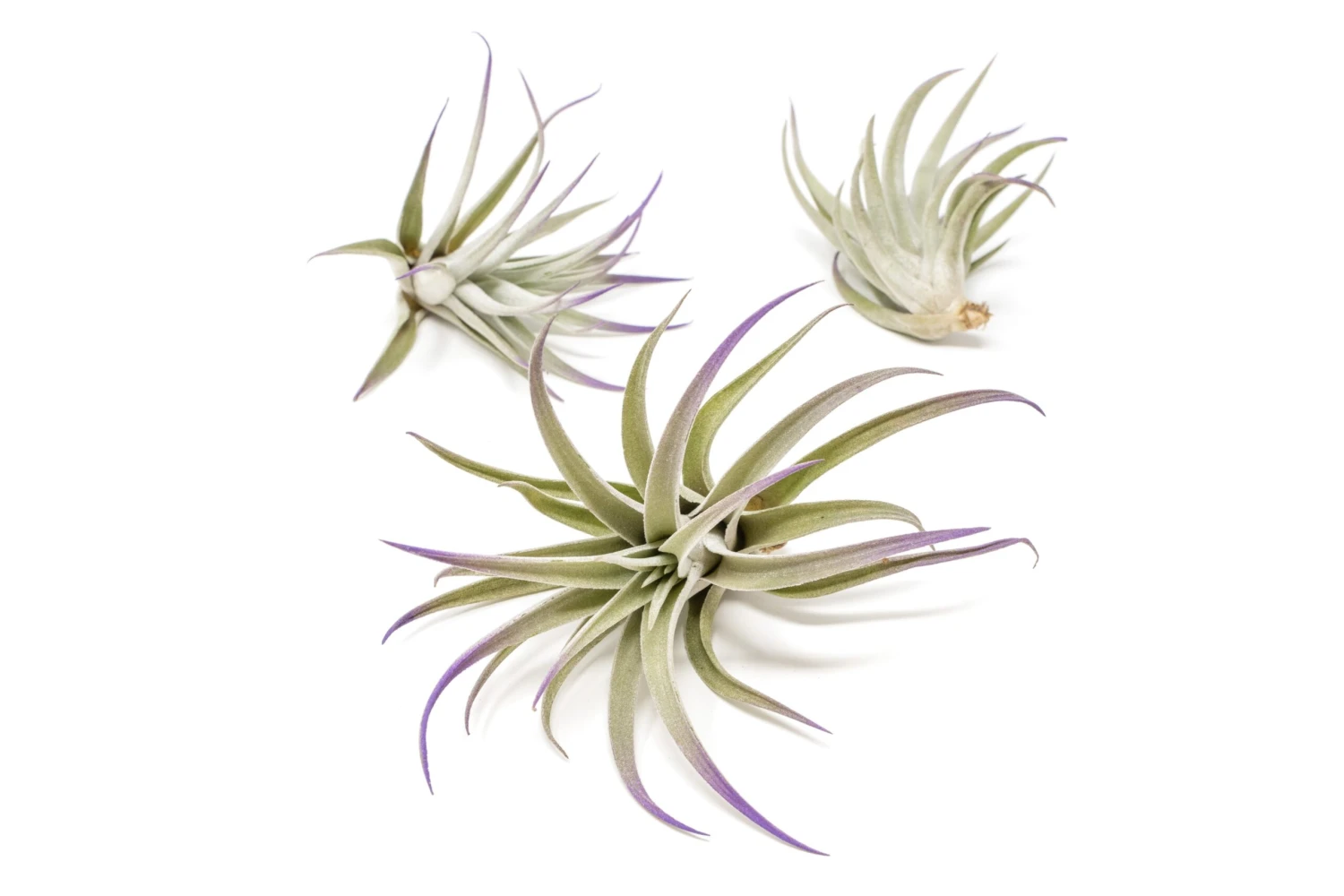 Purple Enhanced Tillandsia Air Plants - Colorful Air Plants - Image 13