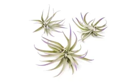 Purple Enhanced Tillandsia Air Plants - Colorful Air Plants 31 Purple Enhanced Tillandsia Air Plants - Colorful Air Plants -Air Plant Supply Store Enhanced Colored Tillandsia Air Plant Harrisii Purple 2 scaled