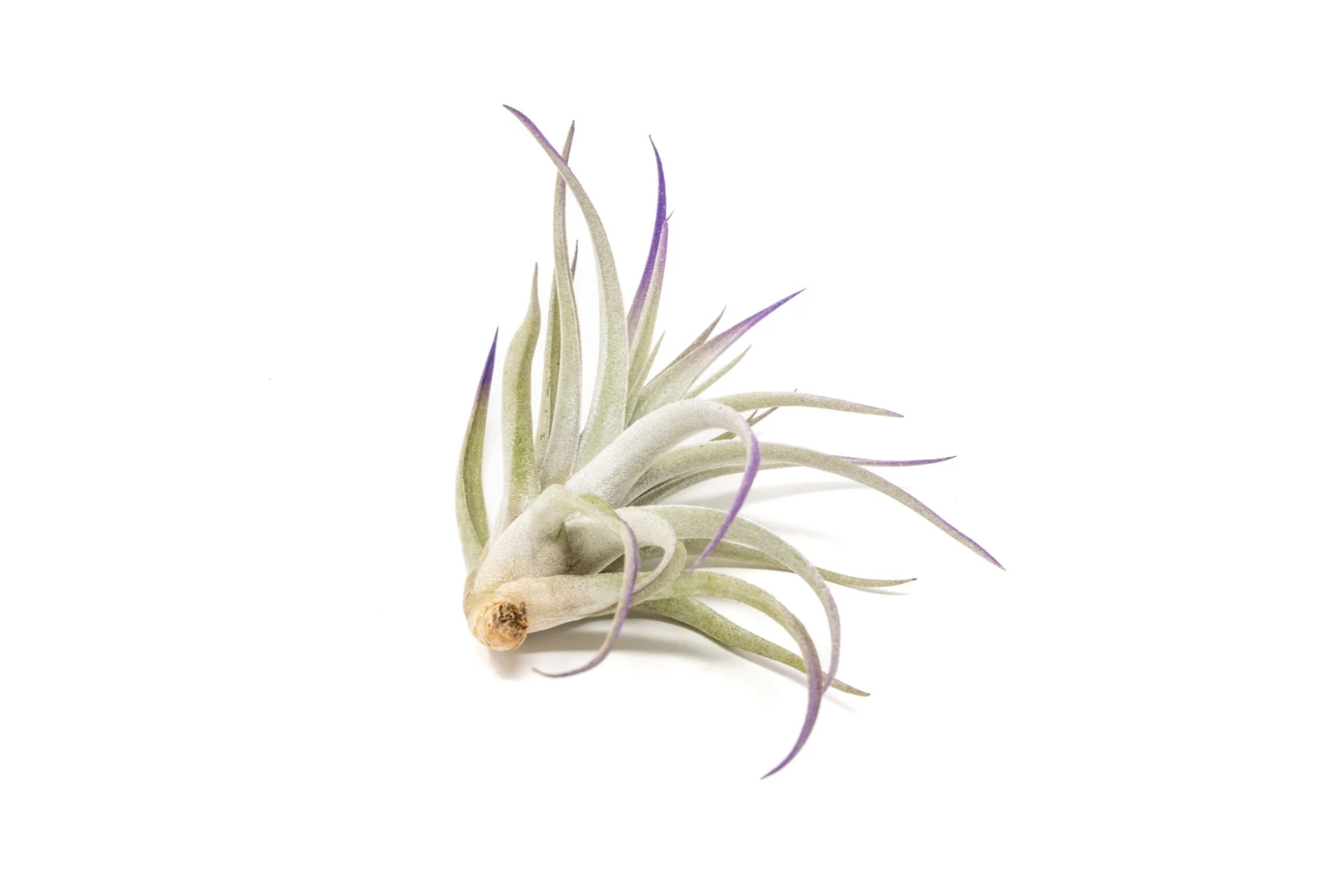 Color Enhanced - Tillandsia Harrisii Air Plants - Image 13