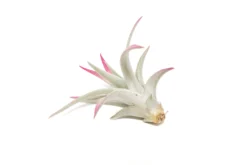 Raspberry Pink Enhanced Tillandsia Air Plants - Colorful Air Plants -Air Plant Supply Store Enhanced Colored Tillandsia Air Plant Harrisii Raspberry Pink 3 scaled