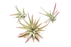 Color Enhanced - Tillandsia Harrisii Air Plants 29 Color Enhanced - Tillandsia Harrisii Air Plants -Air Plant Supply Store Enhanced Colored Tillandsia Air Plant Harrisii Red 1 1 scaled