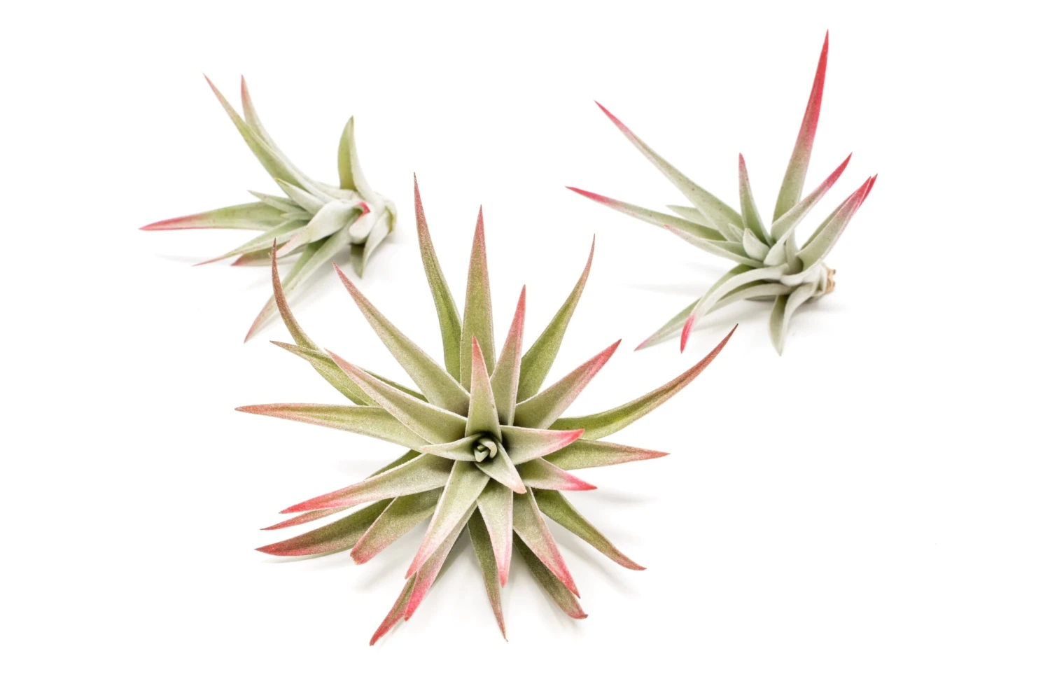 Color Enhanced - Tillandsia Harrisii Air Plants - Image 10