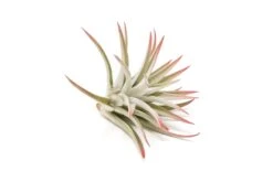 Red Enhanced Tillandsia Air Plants - Colorful Air Plants -Air Plant Supply Store Enhanced Colored Tillandsia Air Plant Harrisii Red 2