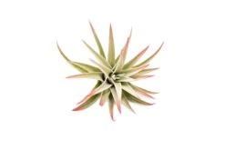Red Enhanced Tillandsia Air Plants - Colorful Air Plants -Air Plant Supply Store Enhanced Colored Tillandsia Air Plant Harrisii Red 3