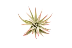 Red Enhanced Tillandsia Air Plants - Colorful Air Plants -Air Plant Supply Store Enhanced Colored Tillandsia Air Plant Harrisii Red 3 scaled
