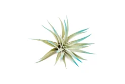 Teal Blue Enhanced Tillandsia Air Plants - Colorful Air Plants -Air Plant Supply Store Enhanced Colored Tillandsia Air Plant Harrisii Teal Blue 2 scaled