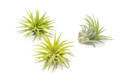 Bright Green Enhanced Tillandsia Air Plants - Colorful Air Plants 26 Bright Green Enhanced Tillandsia Air Plants - Colorful Air Plants -Air Plant Supply Store Enhanced Colored Tillandsia Air Plant Ionantha Bright Green 1 scaled
