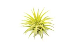 Bright Green Enhanced Tillandsia Air Plants - Colorful Air Plants 24 Bright Green Enhanced Tillandsia Air Plants - Colorful Air Plants -Air Plant Supply Store Enhanced Colored Tillandsia Air Plant Ionantha Bright Green 2