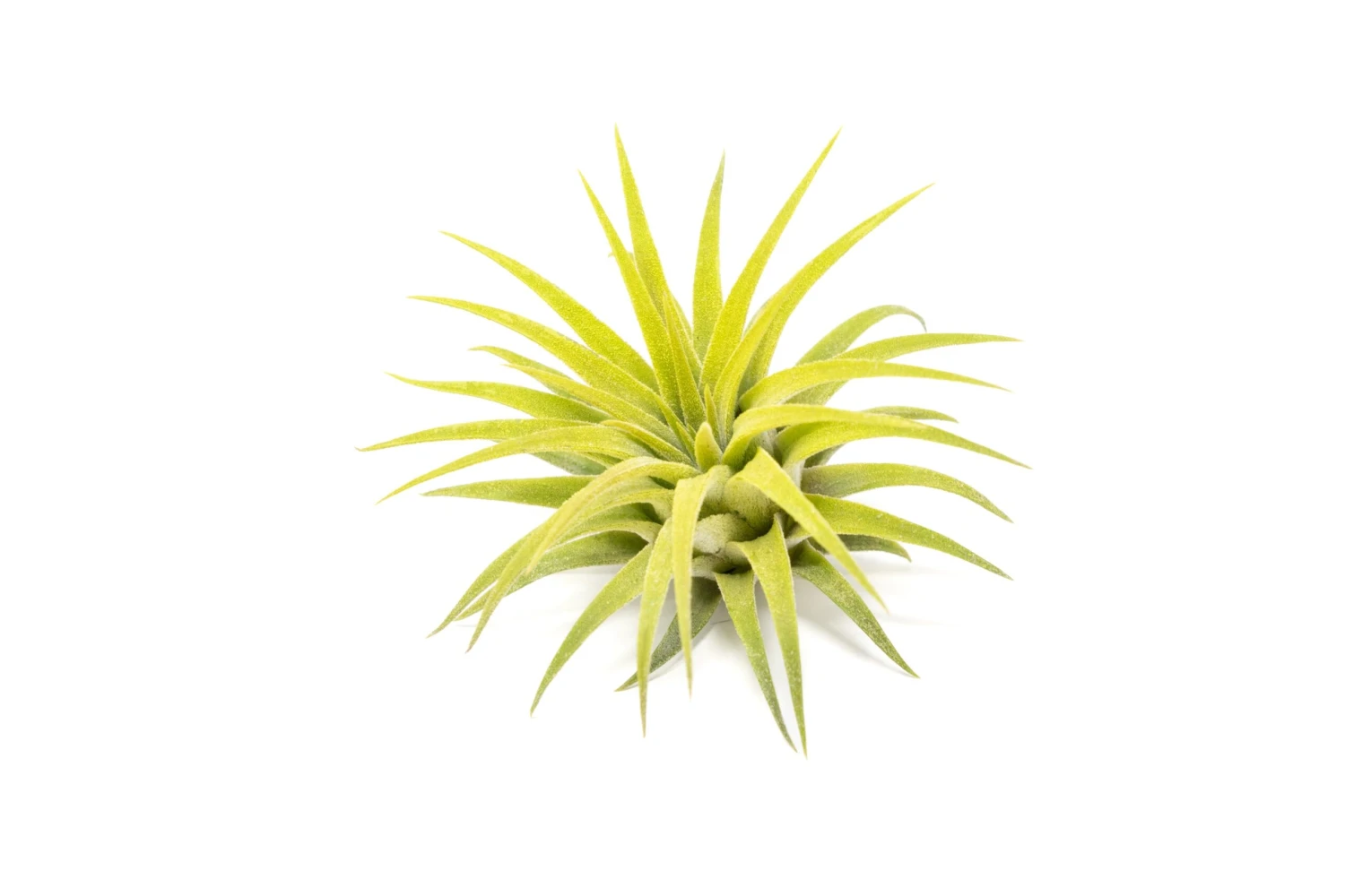 Bright Green Enhanced Tillandsia Air Plants - Colorful Air Plants 6 Bright Green Enhanced Tillandsia Air Plants - Colorful Air Plants - Image 6