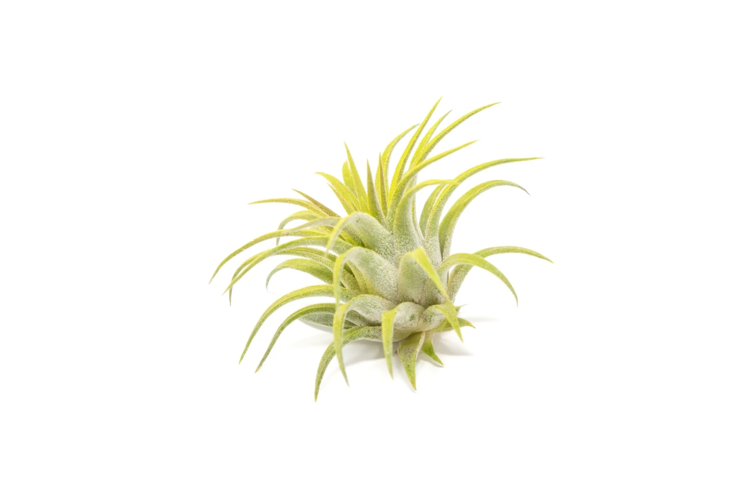 Bright Green Enhanced Tillandsia Air Plants - Colorful Air Plants 7 Bright Green Enhanced Tillandsia Air Plants - Colorful Air Plants - Image 7