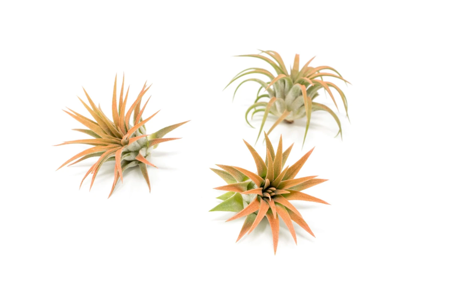 Coral Enhanced Tillandsia Air Plants - Colorful Air Plants - Image 18
