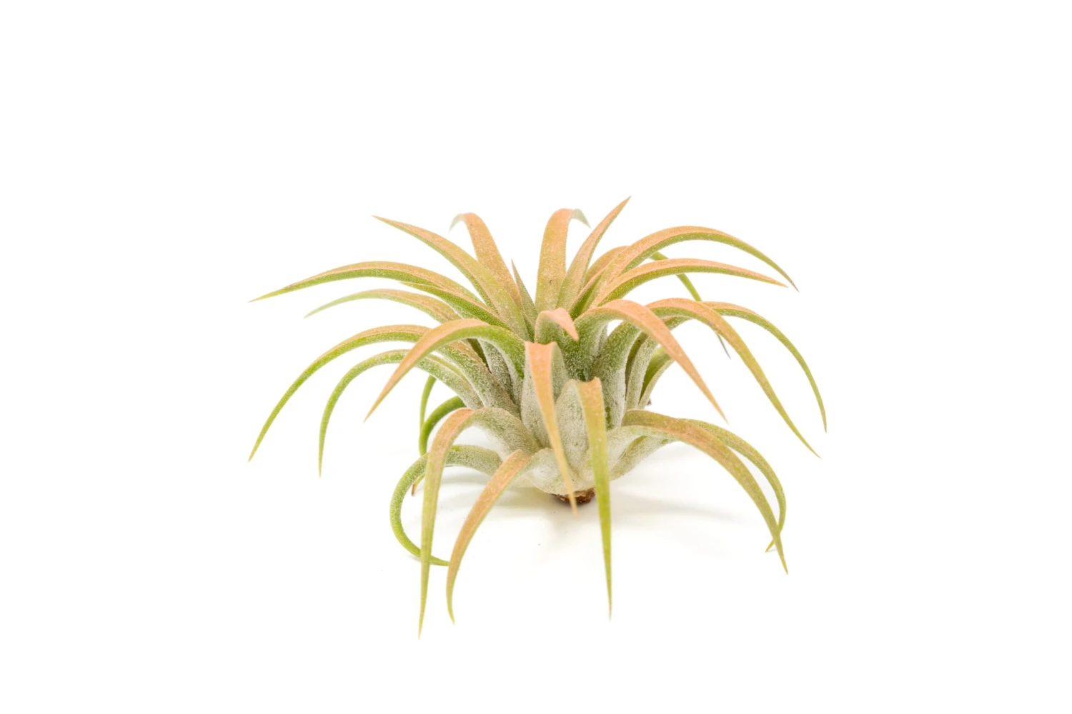 Color Enhanced - Tillandsia Ionantha Rubra Air Plants - Image 16