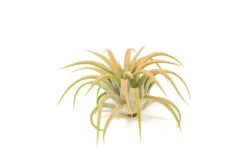 Coral Enhanced Tillandsia Air Plants - Colorful Air Plants -Air Plant Supply Store Enhanced Colored Tillandsia Air Plant Ionantha Coral 2