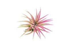 Fuchsia Enhanced Tillandsia Air Plants - Colorful Air Plants 23 Fuchsia Enhanced Tillandsia Air Plants - Colorful Air Plants -Air Plant Supply Store Enhanced Colored Tillandsia Air Plant Ionantha Fuchsia 2 scaled