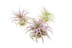 Lavender Enhanced Tillandsia Air Plants - Colorful Air Plants -Air Plant Supply Store Enhanced Colored Tillandsia Air Plant Ionantha Lavender 1 scaled