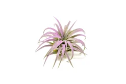 Lavender Enhanced Tillandsia Air Plants - Colorful Air Plants -Air Plant Supply Store Enhanced Colored Tillandsia Air Plant Ionantha Lavender 2 scaled