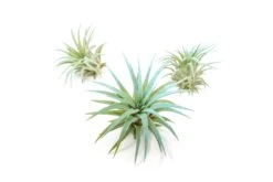 Light Blue Enhanced Tillandsia Air Plants - Colorful Air Plants -Air Plant Supply Store Enhanced Colored Tillandsia Air Plant Ionantha Light Blue 1