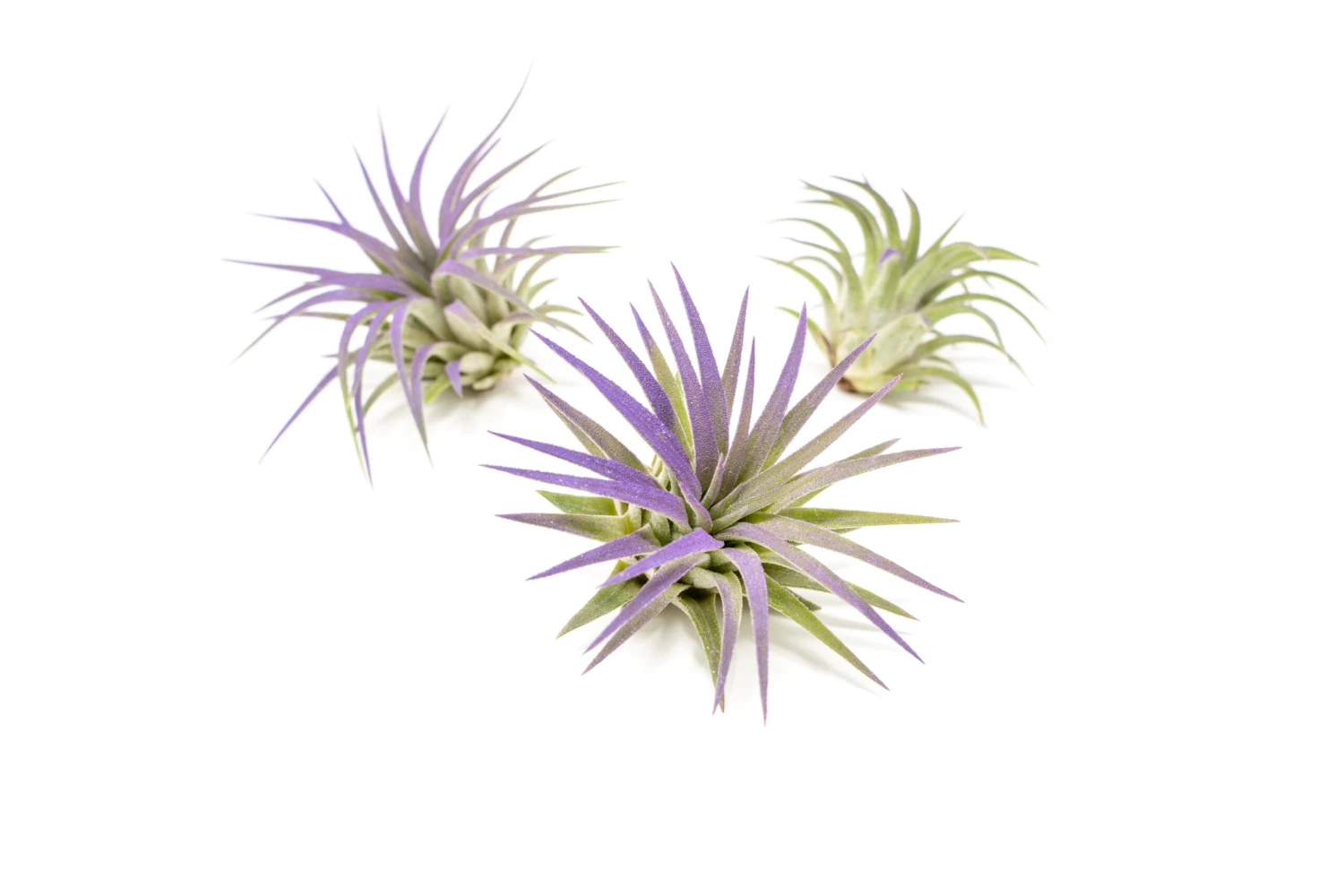 Purple Enhanced Tillandsia Air Plants - Colorful Air Plants - Image 8