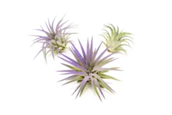 Purple Enhanced Tillandsia Air Plants - Colorful Air Plants 28 Purple Enhanced Tillandsia Air Plants - Colorful Air Plants -Air Plant Supply Store Enhanced Colored Tillandsia Air Plant Ionantha Purple 2 scaled