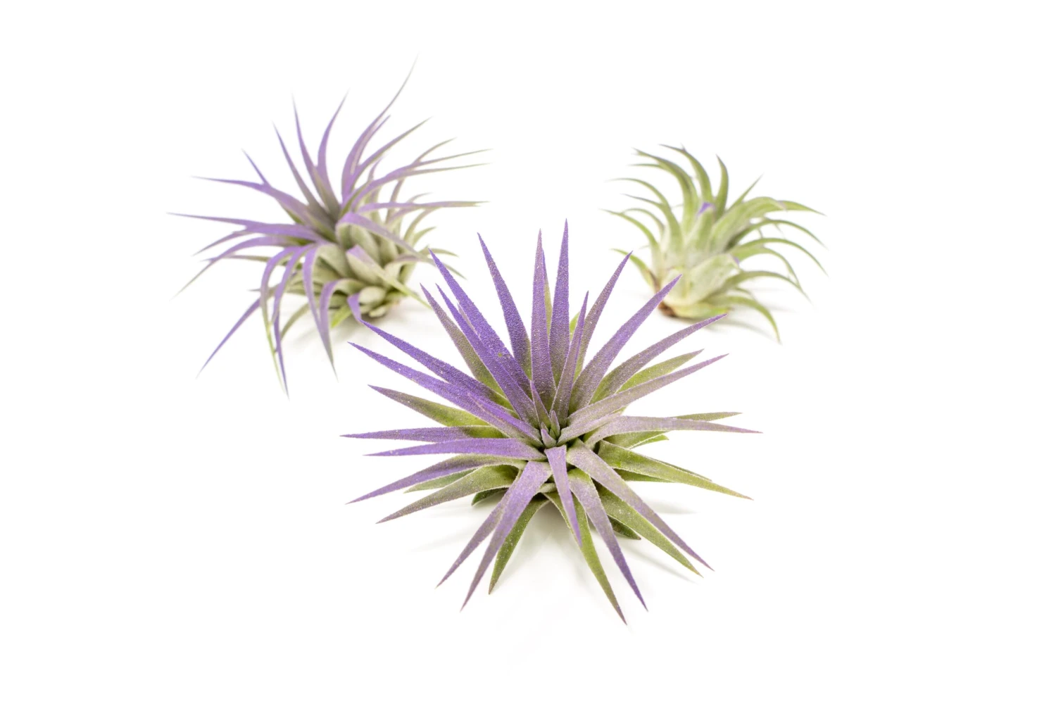 Purple Enhanced Tillandsia Air Plants - Colorful Air Plants - Image 9