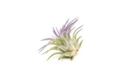 Purple Enhanced Tillandsia Air Plants - Colorful Air Plants -Air Plant Supply Store Enhanced Colored Tillandsia Air Plant Ionantha Purple 4
