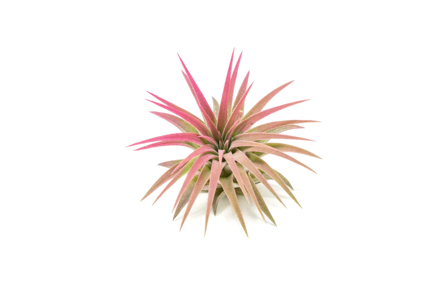 Raspberry Pink Enhanced Tillandsia Air Plants - Colorful Air Plants - Image 7